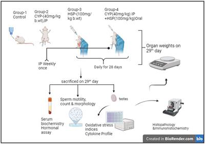 Mitigating cyclophosphamide-associated gonadotoxicity in male Wistar rats: exploring the therapeutic potential of hesperidin